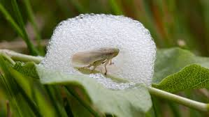 <ul><li><p>Insects known for their distinctive frothy mass that they produce as a protective covering while feeding on sap from plants. They can cause damage by sucking the plant's nutrients, leading to wilting and reduced growth. </p></li><li><p>To fix use insecticides, introduce natural predators like birds, or promote plant health through proper watering and fertilization. </p></li></ul><p></p>