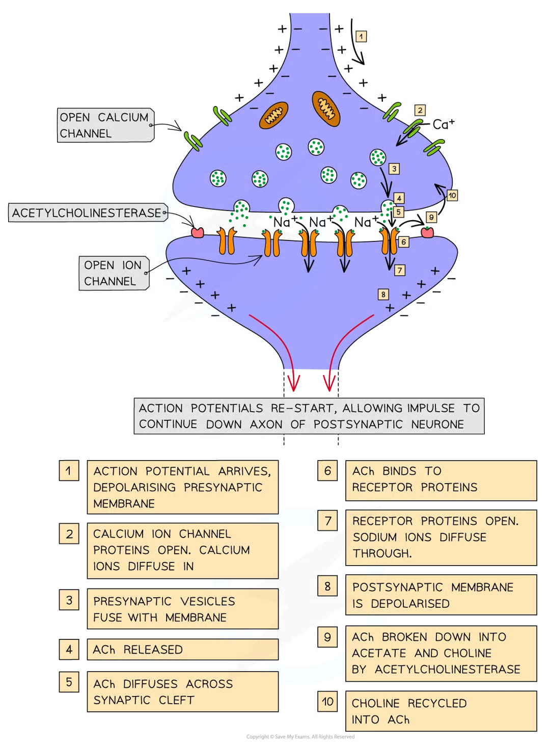 <ul><li><p>arrival of action potential at presynaptic memb causes depolarisation of memb</p></li><li><p>stimulates voltage-gated ca2+ channel proteins to open</p></li><li><p>ca2+ diffuse down elcetrochemical gradient from tissue fluid surrounding synapse (high conc of ca2+) into cytoplasm of presynaptic neurone (low conc of ca2+)</p></li><li><p>stimulates ACh containing vesicles to fuse w presynaptic memb releasing ACh mols into synaptic cleft</p></li><li><p>ACh mols diffuse across synaptic cleft and temp bind to receptor proteins in postsynaptic memb</p></li><li><p>causes conformational change in receptor proteins which open, allowing na+ to diffuse down electrochemical gradient into cyto of postsynaptic neurone</p></li><li><p>na+ cause depolarisation of postsynaptic memb, re-starting electrical impulse that can now continue down axon of postsynaptic neurone</p></li><li><p>orevent na+ channels from staying permanently open and to stop permanent depolarisation of postsynaptic memb, ACh mols broken down and recycled</p></li><li><p>enzyme acetylcholinesterase catalyses hydrolysis of ACh mols into acetate and choline</p></li><li><p>choline absorbed back into presynaptic memb and reacts w acetyl coA to form ACh and packaged into presynaptic vesicles ready to be used when another action potential arrives</p></li></ul><p></p>