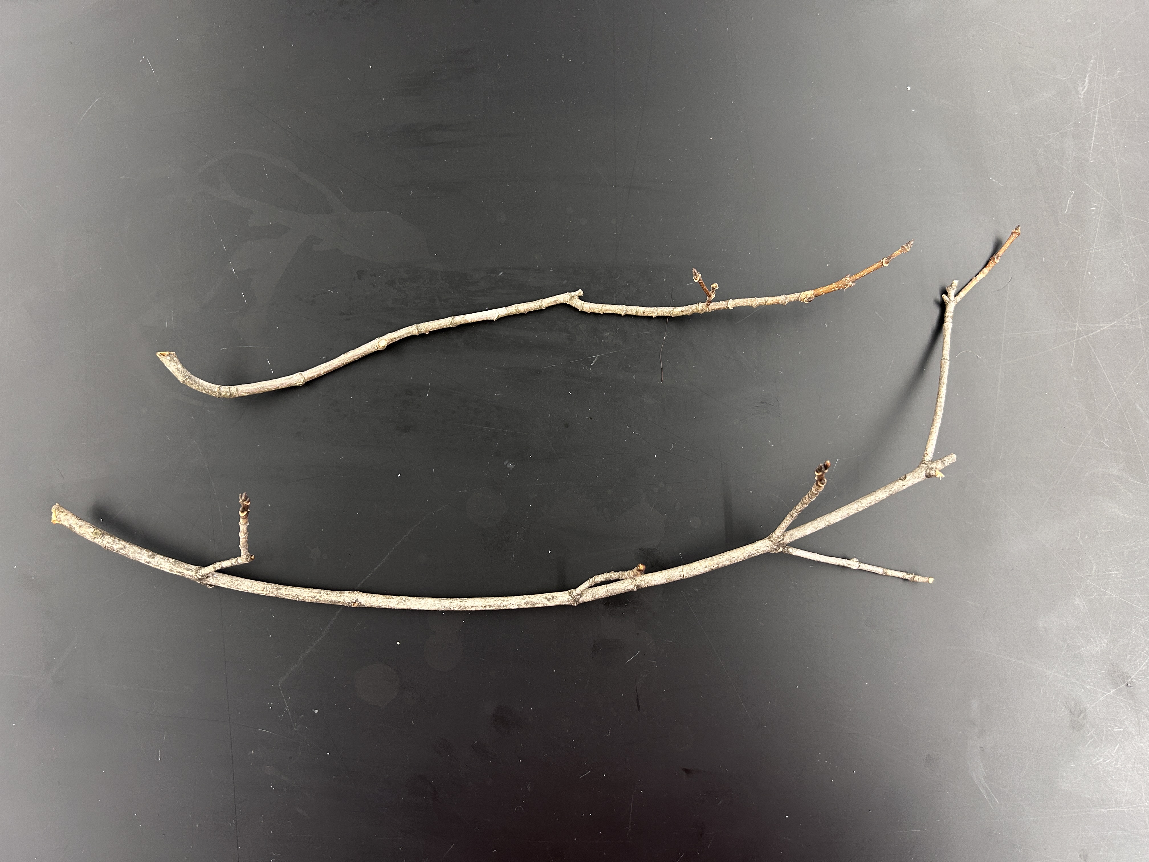 <p>What tree is this </p>