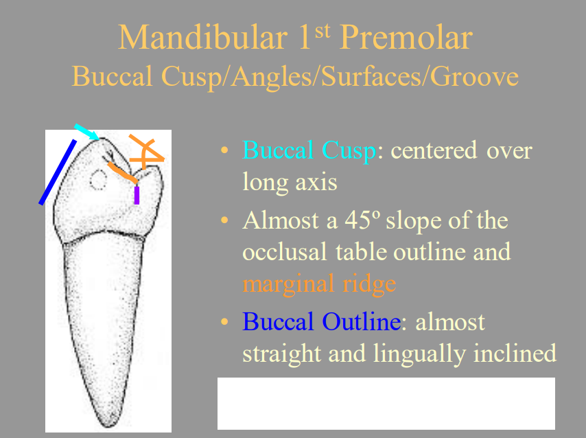 <p>From the Picture Shown, What is the Purple Line From the Mesial View of The Mandibular 1st Premolar?</p><p>A) Distolingual Groove</p><p>B) Mesio-Lingual Groove</p><p>C) Buccal Groove</p><p>D) Central Groove</p>