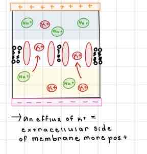 <p>This Diagram of the Internal Membrane shows ______</p>