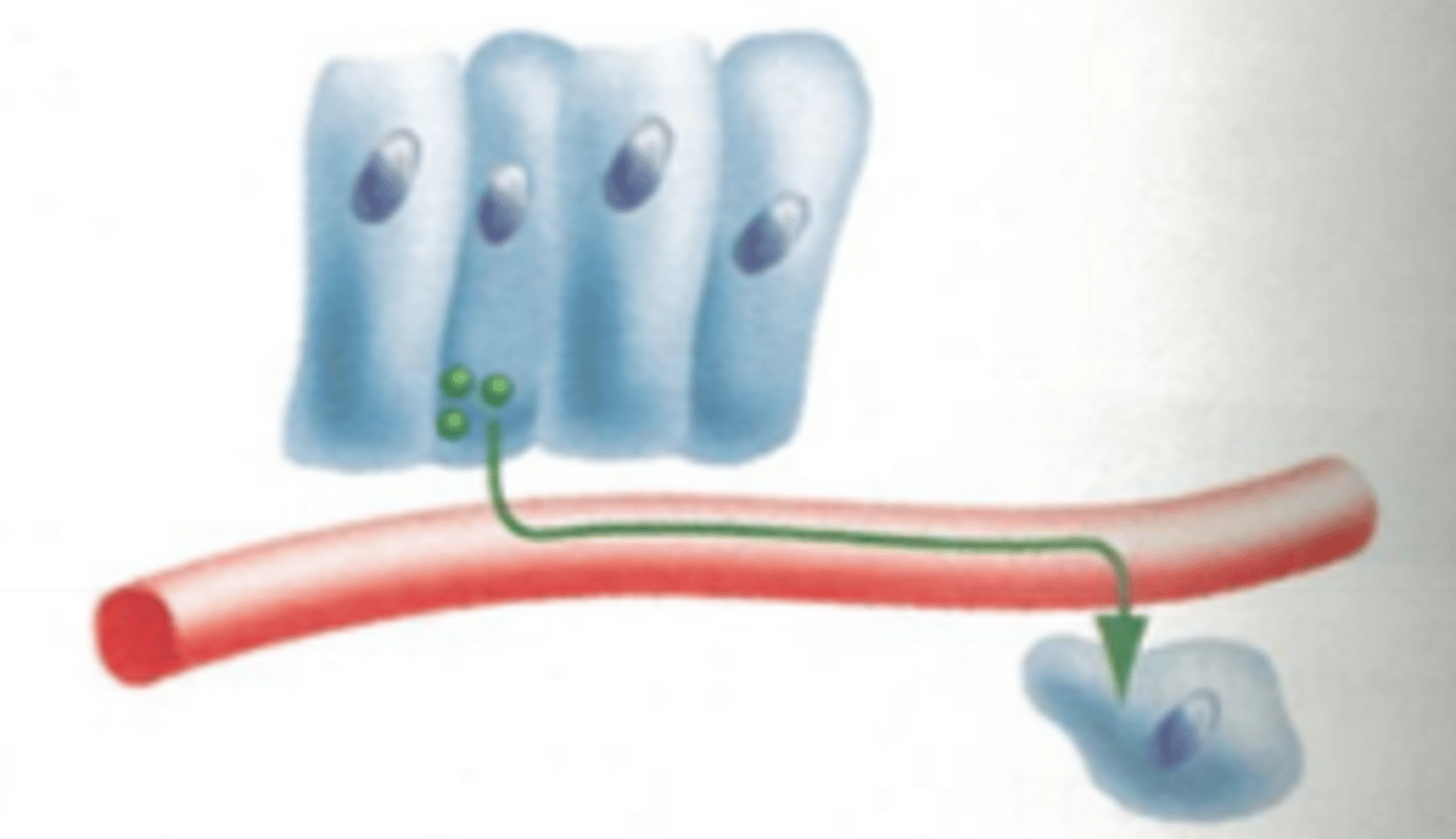 <p>long distance, but slow<br>(ex. hormones)</p>