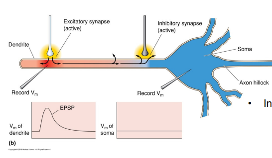 <p>Inhibitory Cl- influx holds membrane potential at 65mV </p><p>Open channels reduce the membrane resistance and length constant because depolarization is leaking out</p>