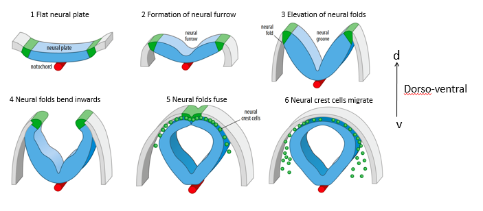 <ol><li><p>Flat neural plate: The ectoderm overlying the notochord thickens to form the neural plate. </p></li><li><p>Formation of neural furrow: The center of the neural plate depresses, forming a neural furrow. </p></li><li><p>Elevation of neural folds: The edges of the neural plate (neural folds) elevate. </p></li><li><p>Neural folds bend inwards: The neural folds move towards each other over the midline. </p></li><li><p>Neural folds fuse: The neural folds meet and fuse at the dorsal midline, forming the hollow neural tube. The overlying ectoderm also fuses to become the epidermis. </p></li><li><p>Neural crest cells migrate: Cells at the crest of the neural folds delaminate and migrate away to form various derivatives (e.g., peripheral nervous system, melanocytes).</p></li></ol><p>This is dorso-ventral.</p>