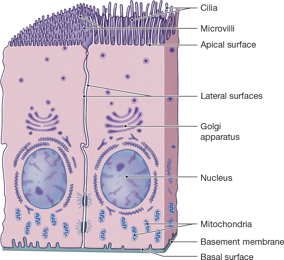 <p>Folded into projections where rapid absorption is needed to increase its surface area. </p>