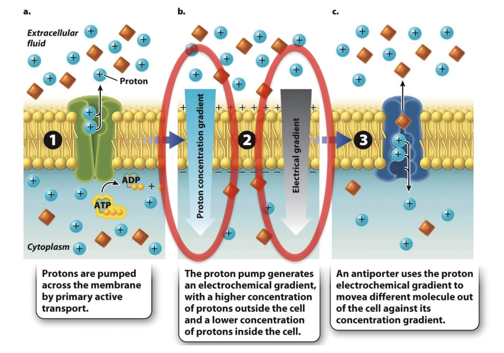 <ul><li><p class="Paragraph SCXO40268134 BCX0" style="text-align: left;"><span style="background-color: inherit; line-height: 19.55px; color: windowtext;"><span>Primary pumps protons across cell membrane using ATP --&gt; transport protected(?) creates proton concentration gradient (protons charged) --&gt; proton concentration gradient is also electron gradient --&gt;&nbsp; movement of proton move concentration gradient to drive the movement of other molecules (ex: square molecules against their won gradient)</span></span></p><ul><li><p class="Paragraph SCXO40268134 BCX0" style="text-align: left;"><span><span>Some cells actively pump protons ( H + ) across a membrane using ATP</span></span></p></li></ul></li></ul><p class="Paragraph SCXO40268134 BCX0" style="text-align: left;"></p><ul><li><p class="Paragraph SCXO40268134 BCX0" style="text-align: left;"><span style="line-height: 19.55px; color: windowtext;"><span>protons pumped across membrane by primary active transport</span></span></p></li><li><p class="Paragraph SCXO40268134 BCX0" style="text-align: left;"><span style="line-height: 19.55px; color: windowtext;"><span>proton pump generates electrochemical gradient, with higher concentration of protons outside the cell and lower concen of protons inside the cell</span></span></p></li><li><p class="Paragraph SCXO40268134 BCX0" style="text-align: left;"><span><span>concentration differences favor the movement of protons back to the other side of the membrane. </span></span></p><ul><li><p class="Paragraph SCXO40268134 BCX0" style="text-align: left;"><span><span>blocking the movement of protons to the other side → the lipid bilayer creates a store of potential energy</span></span></p></li></ul></li><li><p class="Paragraph SCXO40268134 BCX0" style="text-align: left;"><span style="background-color: inherit; line-height: 19.55px; color: windowtext;"><span>Transporter: move one square molecules requires two protons to move from outside to inside</span></span><span style="line-height: 19.55px; color: windowtext;"><span>&nbsp;</span></span></p><ul><li><p class="Paragraph SCXO40268134 BCX0" style="text-align: left;"><span><span>can use the movement of protons to drive the movement of other molecules against their concentration gradient </span></span></p></li><li><p class="Paragraph SCXO40268134 BCX0" style="text-align: left;"><span><span>The movement of protons is always from regions of higher to lower concentration, </span></span></p></li><li><p class="Paragraph SCXO40268134 BCX0" style="text-align: left;"><span><span> movement of the coupled molecule is from regions of lower to higher concentration. </span></span></p></li></ul></li><li><p class="Paragraph SCXO40268134 BCX0" style="text-align: left;"><span style="line-height: 19.55px; color: windowtext;"><span>anitporter uses the proton electrochemical gradient to move different molecules of of the cell against the concentration gradient</span></span></p></li><li><p class="Paragraph SCXO40268134 BCX0" style="text-align: left;"><span style="line-height: 19.55px; color: windowtext;"><span>Video in Bio book 3.4</span></span></p></li></ul><p></p>