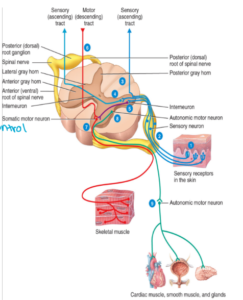 <ul><li><p>send output away from the CNS</p><ul><li><p>Efferent pathways (exiting)</p></li><li><p>CNS → effector cells, muscles, etc.</p></li><li><p>All efferent neurons are multipolar</p></li><li><p>Consists of the:</p></li></ul><ol><li><p>Somatic nervous system (within your control)</p></li><li><p>Autonomic nervous system (involuntary)</p></li></ol></li></ul><p></p>