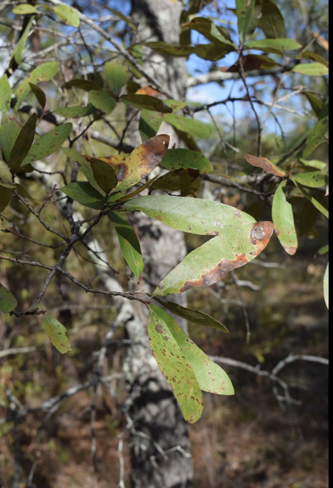 <p>blackjack oak </p>