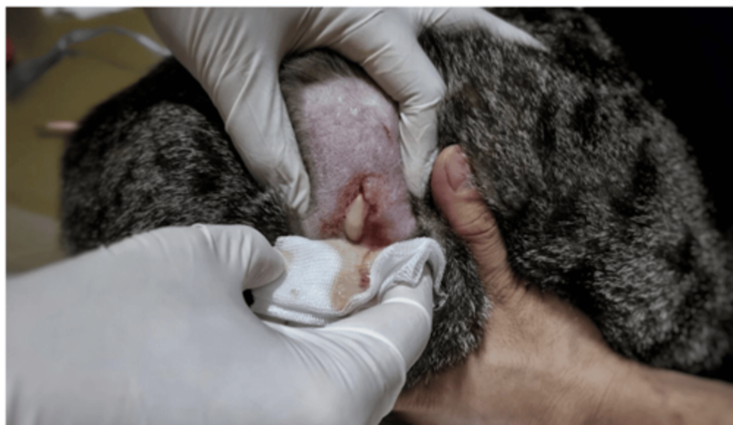 <p>what is this?</p>