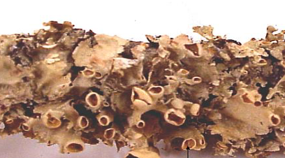 <p>which lichen growth type is this</p>