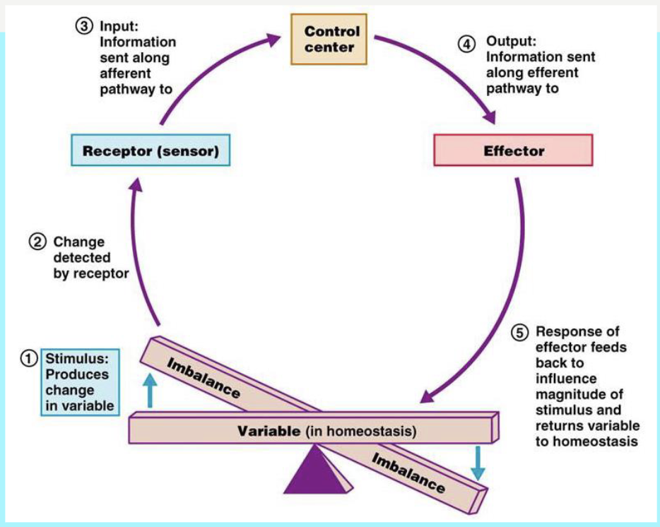 <p>» …the relative constancy of the body</p><p>» …the maintenance of constant conditions in the body’s environment</p><p></p><p>» Greek</p><p>• Homoios = unchanging/similar to</p><p>• stasis = standing still/stability</p><p></p><p>» It is how an organism regulates it’s internal environment to maintain stability</p><p></p><p>» Compensation</p><p>The return to homeostasis after being challenged</p><p></p><p>» Decompensation</p><p>The failure to compensate, adapt, heal, etc</p>