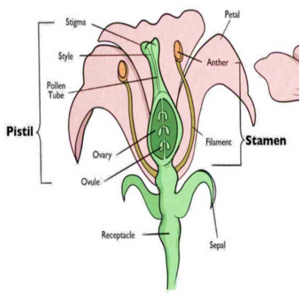 <p>Is this flower perfect or imperfect</p>