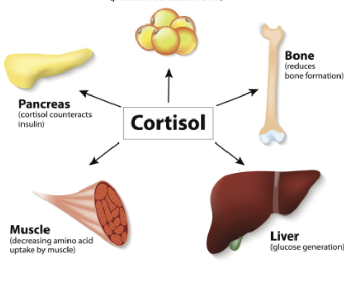<p>Chronic stress leads to an<strong> INcreased</strong> risk of illness</p><ol><li><p>cortisol may act on higher brain regions, contributing to depression,&nbsp; anxiety, memory</p></li><li><p>By stimulating the liver to release glucose, <mark data-color="yellow" style="background-color: yellow; color: inherit;">insulin receptors may become resistant, making it harder to treat people with diabetes</mark></p></li></ol><p></p>