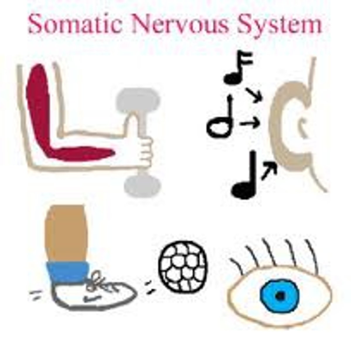 <p>part of the nervous system that conveys</p><p>information between the CNS and the</p><p>body, controlling and coordinating voluntary</p><p>movement</p>