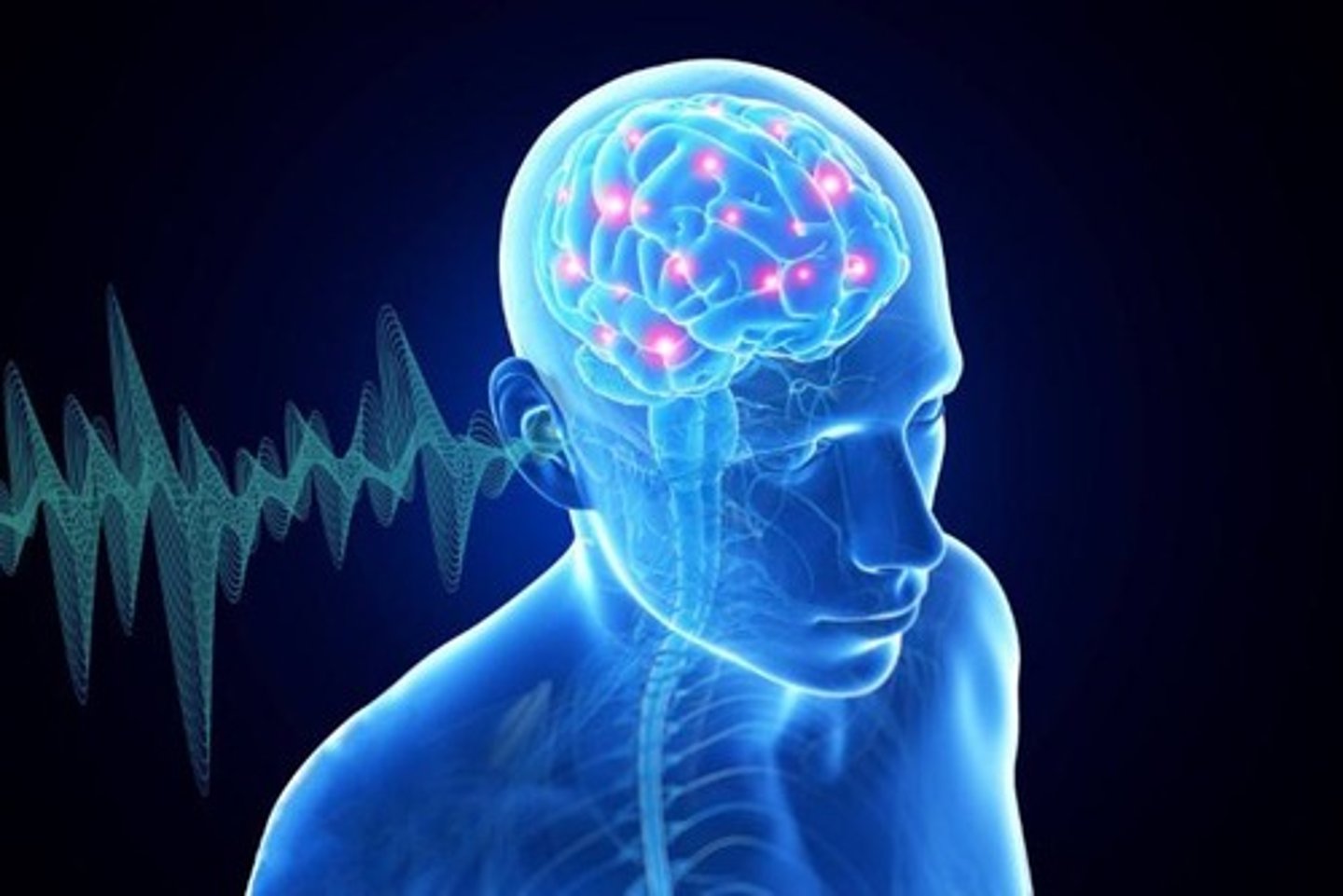 <p>It perceives signals transmitted from the brainstem as sound.</p>