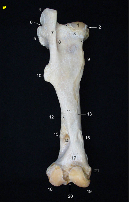 <p><strong>18</strong> -<strong> </strong>(cara caudal) (eq.)</p>