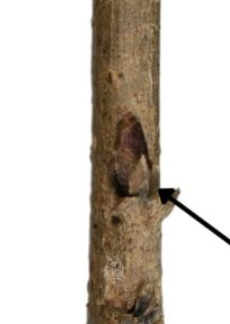 <p>What type of bud is this?</p>