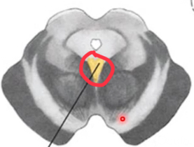 <p>axons emerge as nerves from interpeduncular fossa</p>