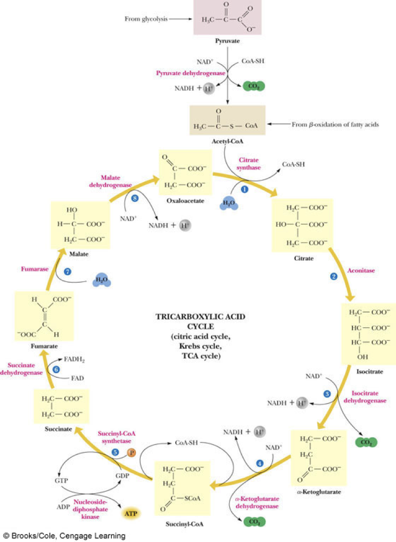 What is formed when pyruvate loses CO2 in the first step?