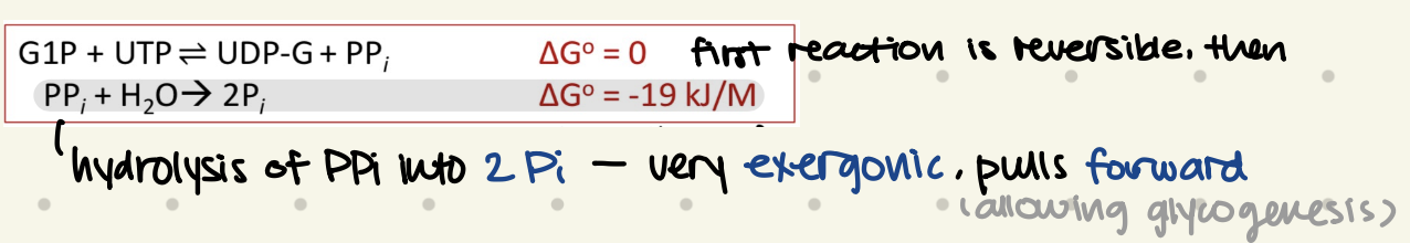 <ul><li><p>uses <strong>UTP</strong> to attach UDP to G1P, forming <strong>UDP-glucose </strong></p></li><li><p>UTP loses <strong>PPi</strong> when attacked by G1P (∵pyrophosphate)</p><ul><li><p>hydrolysis of PPi into 2Pi - very exergonic, pulls reaction forward </p></li></ul></li></ul><p></p>
