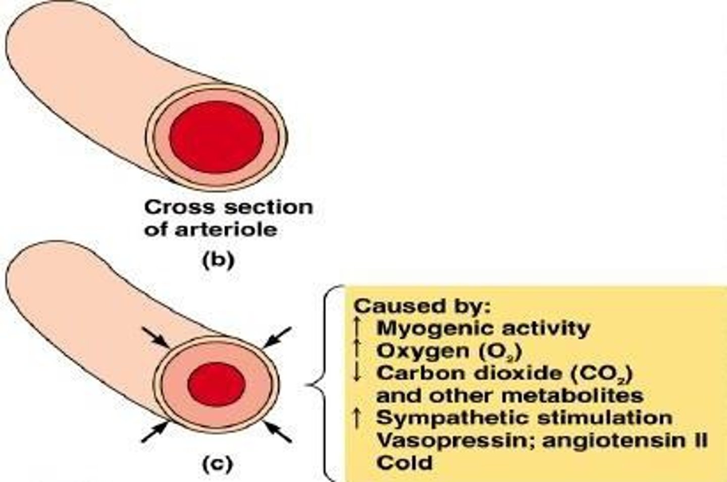<p>What: The narrowing of blood vessels</p><p>Why: Neural reflexes, thromboxane A2 (TXA2) released by the platelets</p>