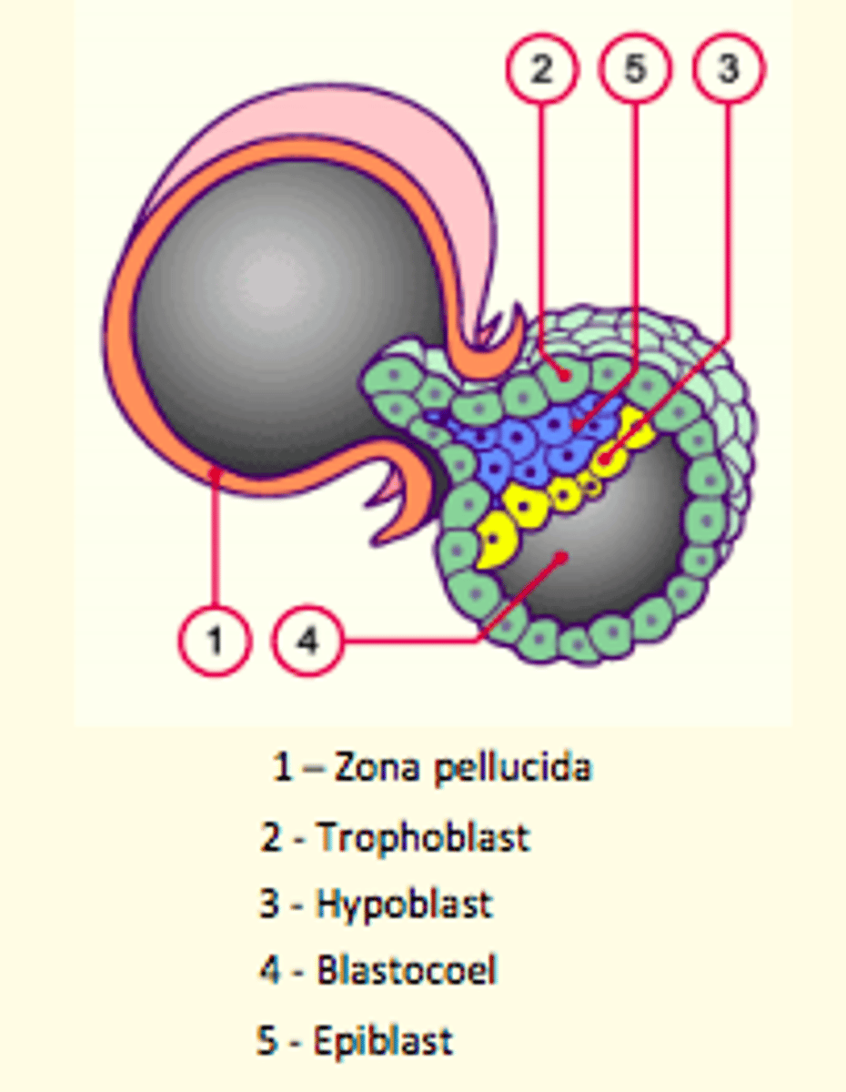 <p>Embryo hatching </p>