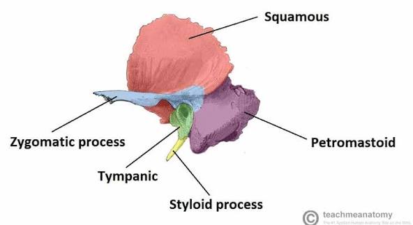 <p><strong>temporal bone</strong></p>