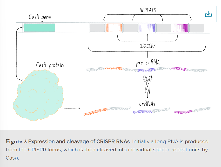 <p>What happens during expression in CRISPR?</p>