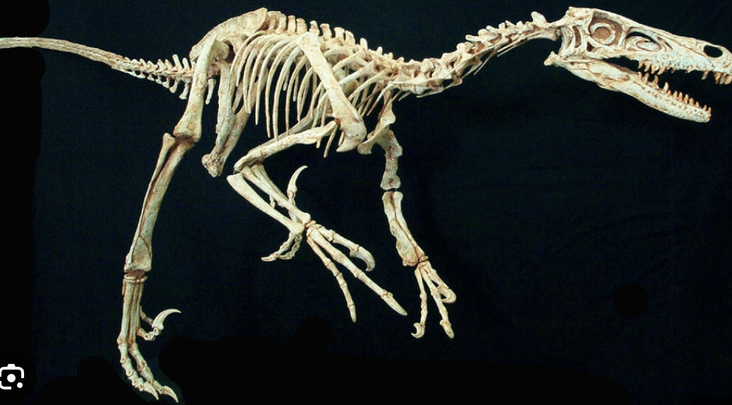 <p>Genus</p>