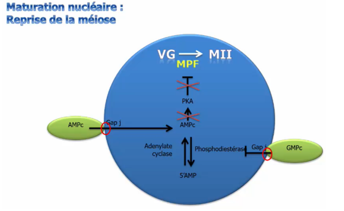 <p>Cette évolution est provoquée par ==<strong>le pic de gonadotrophines</strong> ==(LH et FSH) qui entraîne la rupture des gap jonctions entre les cellules de la corona radiata et l’ovocyte. Le taux d’AMPc ne sera plus maintenu et il va donc chuter. Il ne va plus activer la PKA qui ne peut plus bloquer le MPF. La méiose va alors reprendre et la vésicule germinative va subir des modifications.</p>