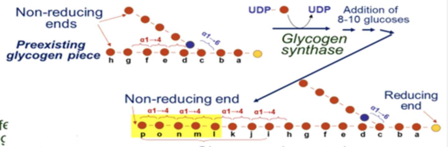 <p>addition of glucoses for glycogen chain elongation by glycogen synthase (makes alpha 1 -> 4 linkages)</p><p>- forms an alpha 1 -> 4 glycosidic bond between UDP glucose and another glucose residue present in preexisting glycogen primer of glycogenin</p><p>*glycogen is elongated at non-reducing end by the addition of 8-10 glucoses</p>