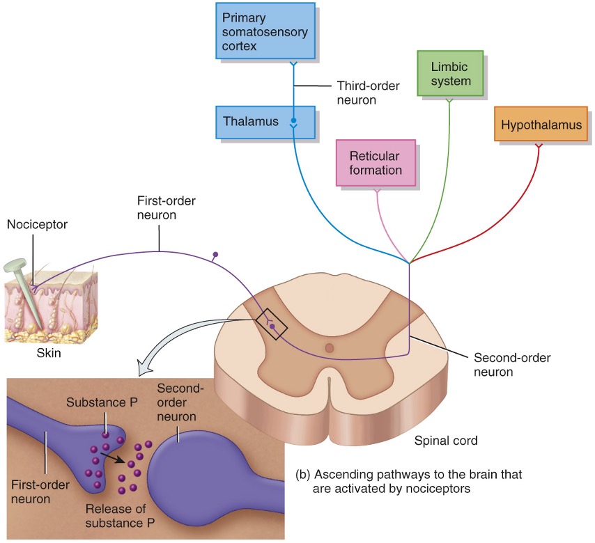 <p>conscious awareness of pain sensation</p><ul><li><p>this is an ascending pathway; ascending pathways to the brain that are activated by nociceptors allow pain information to be processed by higher centers</p></li><li><p>this pathway conveys input from nociceptors to the cerebral cortex via relays in the spinal cord and thalamus. This pathway is responsible for conscious awareness of pain sensations</p></li></ul><p></p>