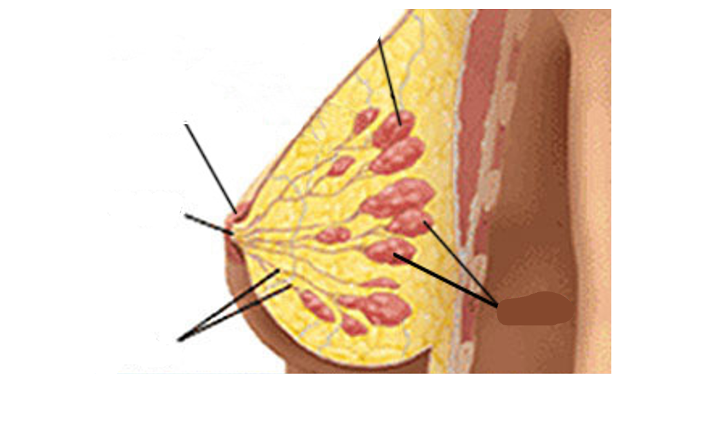 <p>Basic anatomy of the breast</p>