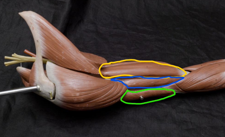 <p>green</p><p>origin - inferior aspect of glenoid fossa, proximal humerus and post shaft of humerus </p><p>insert - olecranon of ulna </p><p>actions - extensor of elbow joint</p>