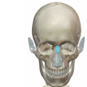 <p>What Facial Bone / How many per?</p>