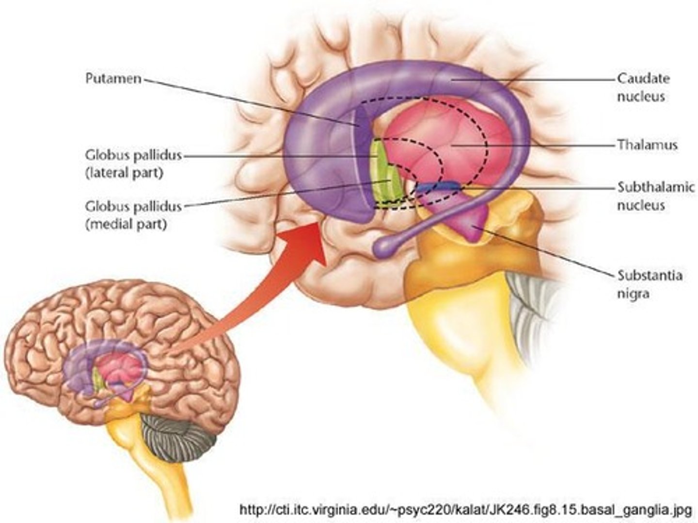 <p>It acts as a relay station for regulating sensory input to the brain.</p>