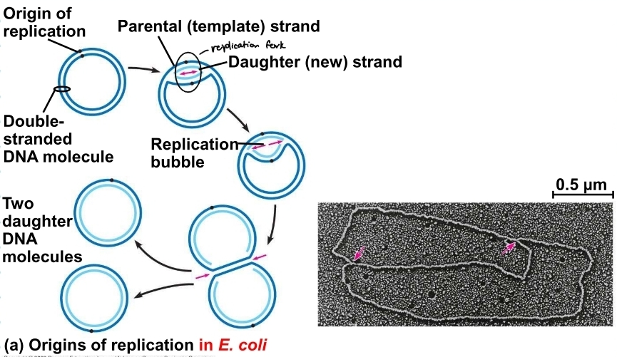 <p>replication bubble in prokaryotes</p>
