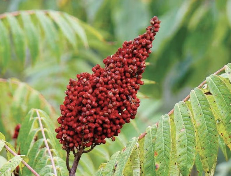 <p><em>Rhus glabra</em></p><p>Anacardiaceae</p>