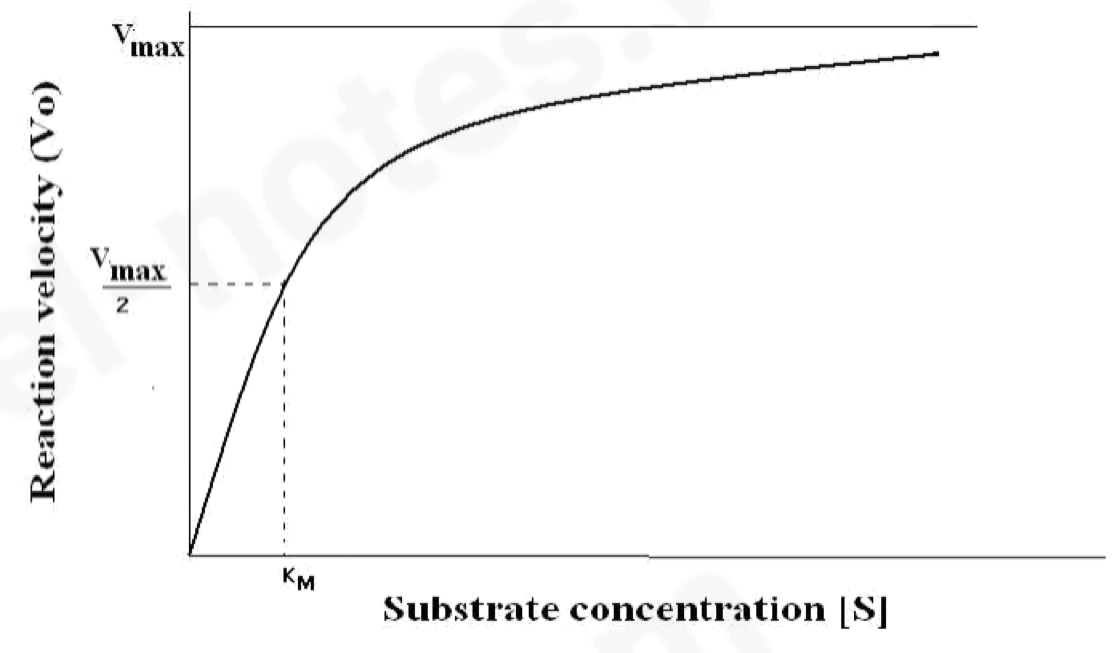 <ul><li><p>affinity – enzyme willingness to bind to a substrate</p></li><li><p>at Vmax, all enzyme molecules are bound to substrate molecules; the enzyme is saturated with substrate, as substrate concentration is increased, reaction rate rises until the <strong>max rate i.e., Vmax</strong></p></li></ul><p></p>