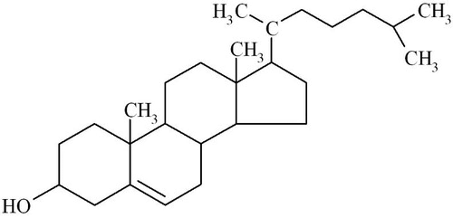<p>cholesterol</p>