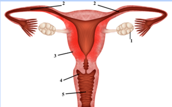 <p>Ovary</p>