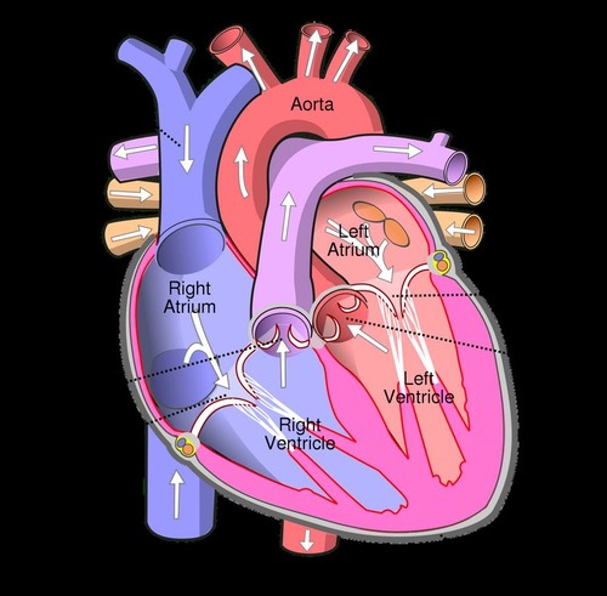 <p>The left ventricle has a thicker muscular wall compared to the right ventricle.</p>
