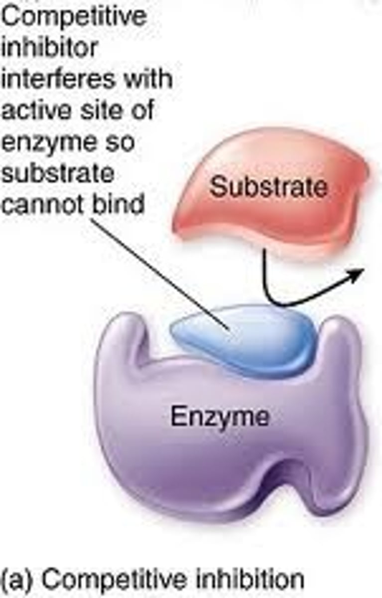 <p>This form of inhibitor is very similar in structure to the substrate and can thus form an enzyme inhibitor complex which prevents the enzyme substrate complex from forming. It is theorised that the higher concentration of substrate to that of inhibitor the lower the rate of inhibitor interaction thus allowing Vmax to be obtained.</p>