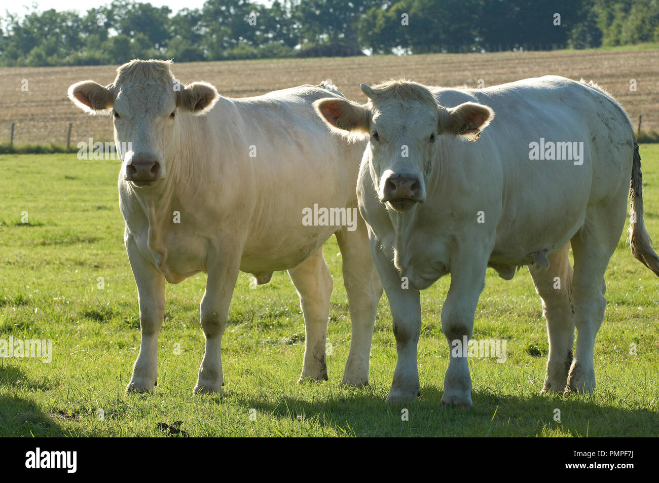 <p>Cattle developed in more temperate zones like USA and Europe</p><ul><li><p>non-humped</p></li><li><p>tight hide/skin</p></li></ul><p></p>