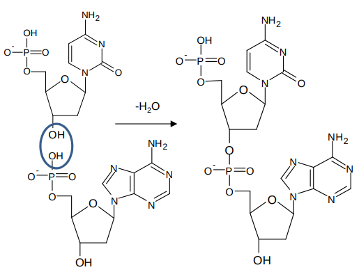 <p>a condensation reaction occurs between nucleotides </p>