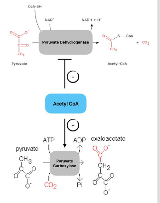 <p><span><strong>● Product Inhibition</strong></span><br><span>○ Each enzyme in β-oxidation is inhibited by the specific acyl-CoA intermediate it produces.</span><br><span><strong>● Acetyl-CoA</strong></span><br><span>○ Stimulates pyruvate carboxylase (promotes gluconeogenesis).</span><br><span>○ Inhibits pyruvate dehydrogenase (limits excess acetyl-CoA production).</span><br><span><strong>● High NADH/NAD⁺ ratios</strong></span><br><span>○ A signal of high energy</span><br><span>○ Inhibits β-oxidation</span><br><span>● Malonyl-CoA</span><br><span>○ Strongly inhibits CPTI, the RLS of β-oxidation</span><br><span>○ Prevents simultan</span></p>