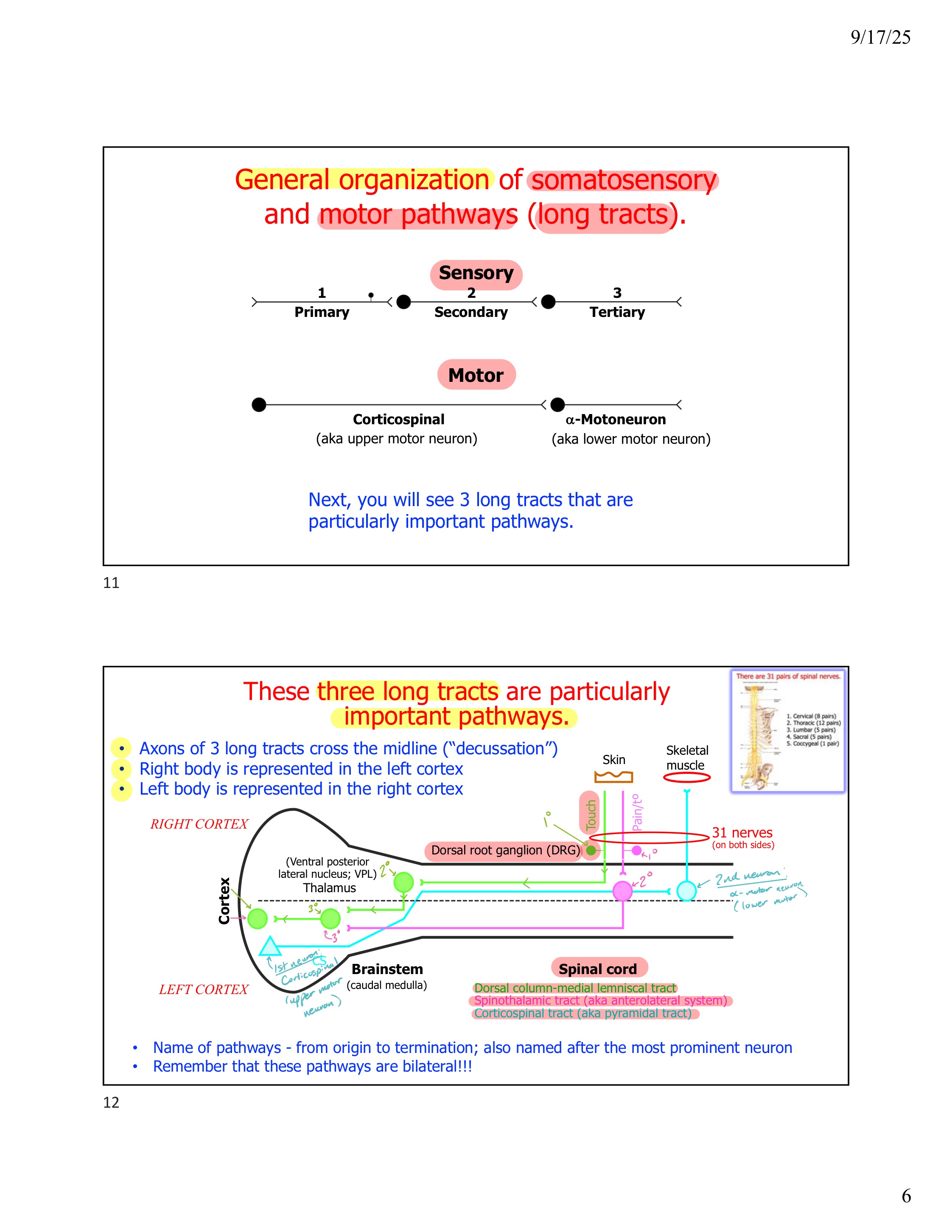 <ol><li><p>Sensory information is passed by this tract: <strong>Pain &amp; Temperature.</strong></p></li><li><p><strong>1st order neuron</strong>: also located in <strong>dorsal root ganglion (DRG).</strong></p></li><li><p>Axon of <u>1st order neuron</u> ascends <u>ipsilaterally</u> in same segment as spinal cord.</p></li><li><p><strong>2nd order neuron: </strong>dorsal horn of spinal cord (crosses midline here) </p></li><li><p><u>Axon of 2nd order neuron</u> crosses midline &amp; continues up to thalamus =&gt; <u>contralateral</u>.</p></li><li><p><strong>3rd order neuron: Ventral posterior lateral (VPL) </strong>nucleus<strong> <u>of thalamus</u>.</strong></p></li><li><p>Sends <u>3rd order neuron</u> projections to <strong><u>somatosensory cortex</u></strong>.</p></li></ol><p></p>