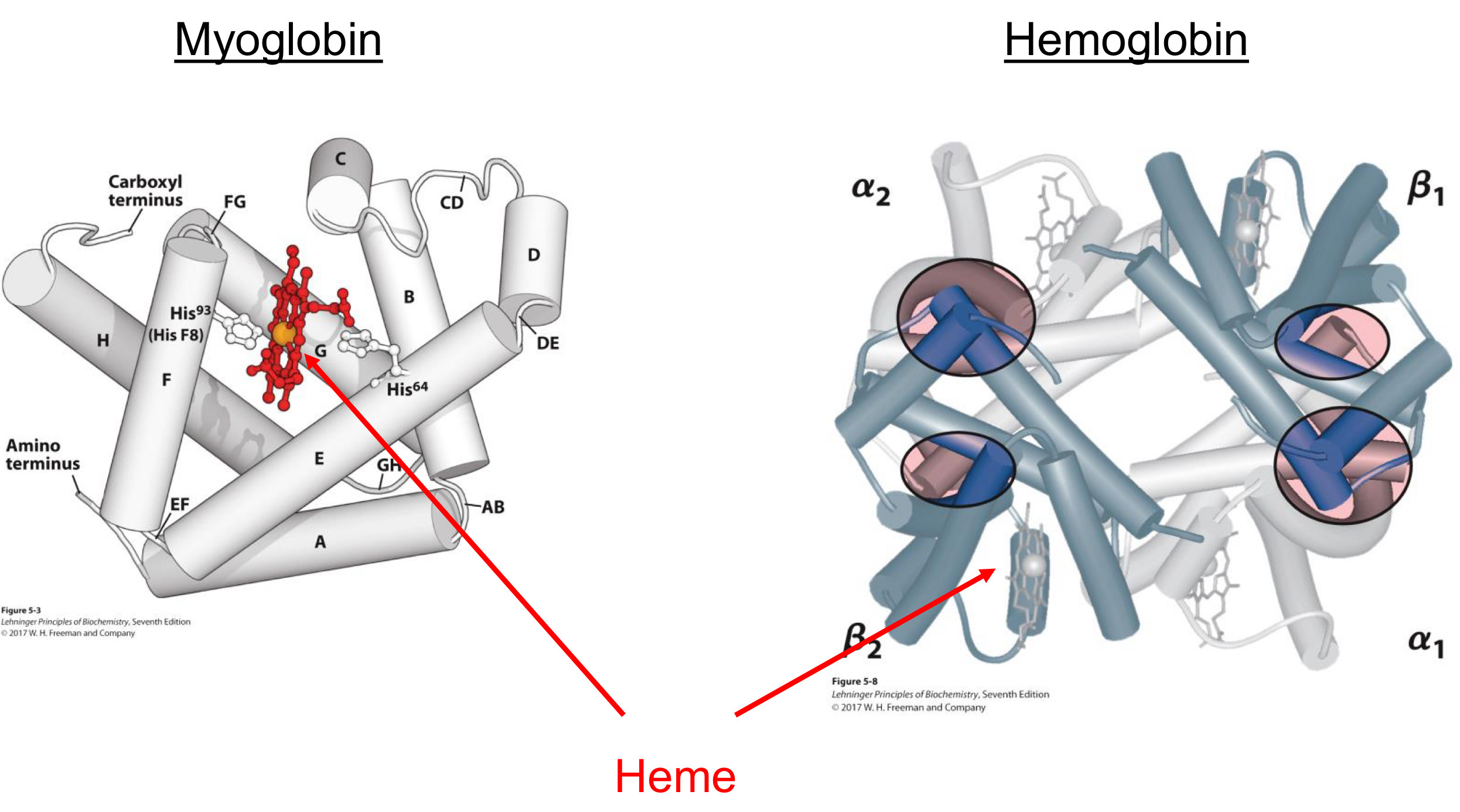 <p><span>Stores oxygen in muscle cells</span><br><span>One subunit</span></p><p><span>Oxygen is bound by heme</span><br><span>Iron (Fe2+) of heme is central</span><br><span>Fe2+ is site of O2 binding</span><br><span>Fe2+ also bound to myglobin (via His residue)</span></p>