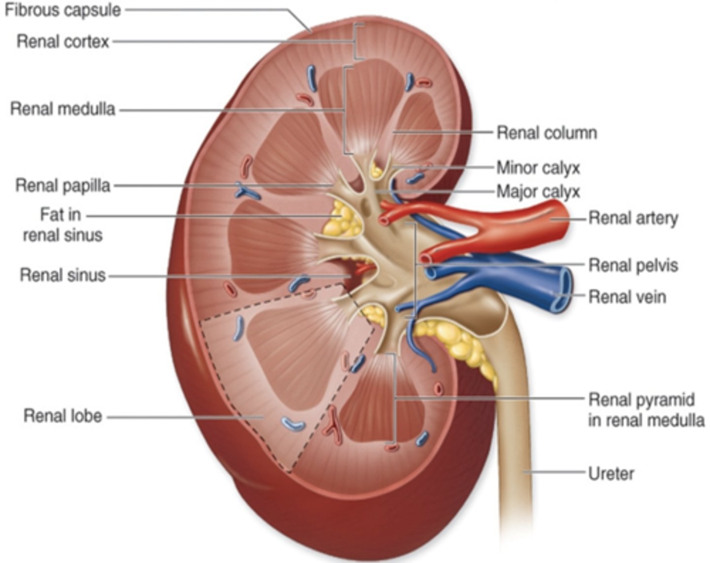 <p>parenchyma ("functioning tissue") is visible </p>