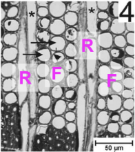 <p>What type of section is this?</p>